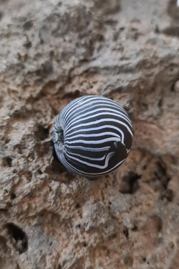 Glasperle Arabiae