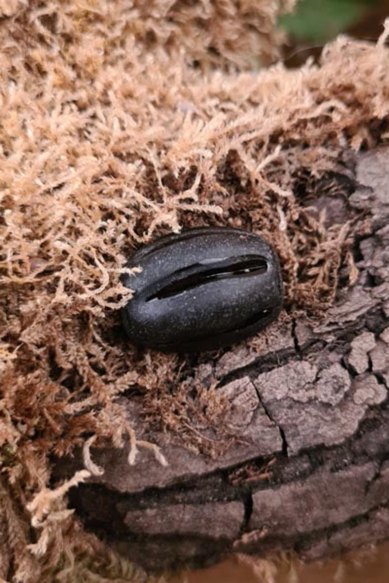 Large Early Medieval melon bead, black glass
