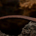 Leather strap square 2.5mm x 1m