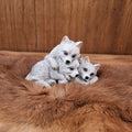 Arctic Wolf Pups - The Young Guardians of the North