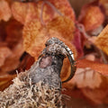 Viking Ring Odin's Ravens Bronze